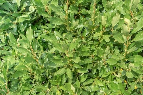 Laurel bush Stock Photos