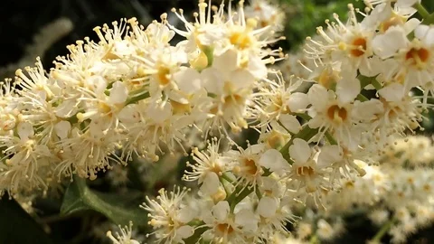 Laurel Flower in Slow Motion Vidéo 111831242