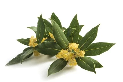 Laurel  flowers Stock Photos