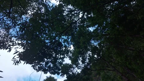 Laurel Forest Canopy and Mountain Trail at Cubo de la Galga in La Palma Stock Footage 343505643