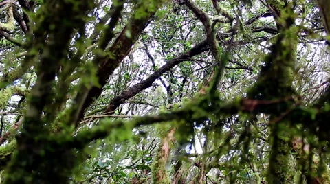 Laurel Forest Video stock 42970101