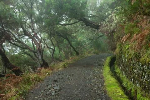 Laurel forest on madeira Stock Photos