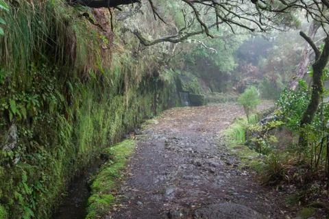 Laurel forest on madeira Stock Photos