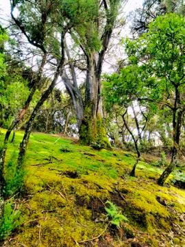 Laurel forest Stock Photos