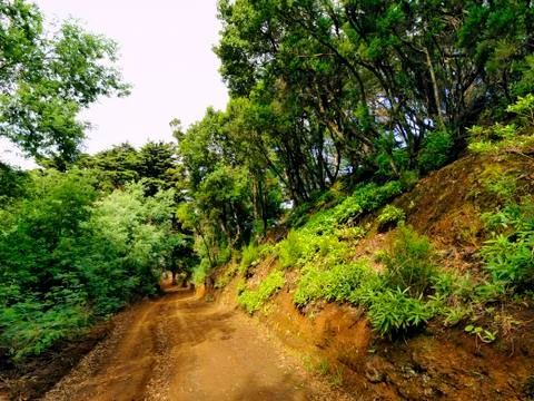 Laurel forest Stock Photos