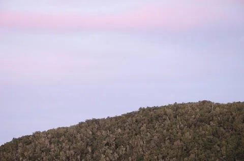 Laurel forest at sunset. Foto stock