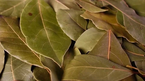 Laurel leaf. Dry whole spice leaves rotating pattern macro texture background Stock Footage 91379088