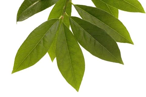 Laurel leaf isolated on white background. Fresh bay leaves. Top view Stock Photos
