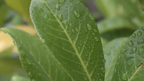 Laurel leaf water drops surface macro close up stock footage Stock Footage 254731173