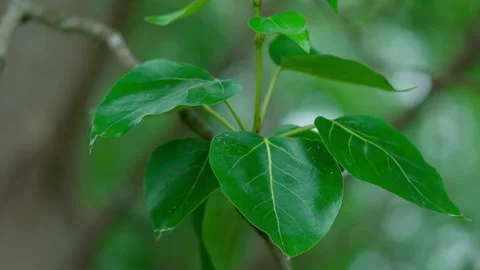 Laurel-leaved poplar Stock Footage 313622064