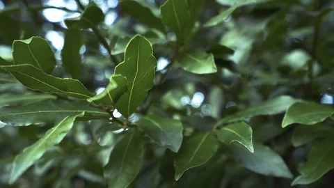 Laurel Leaves Stock Footage 127903483