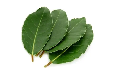 Laurel leaves Stock Photos