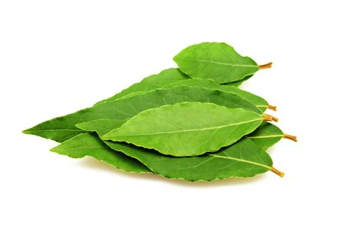Laurel leaves Stock Photos