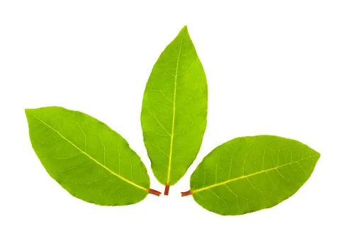 Laurel leaves Stock Photos