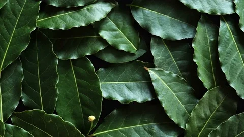 Laurel leaves texture background zooming in and seamless looping Stock Footage 141448945