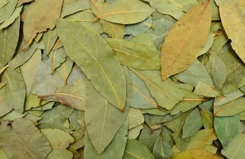 Laurel leaves texture Stock Photos