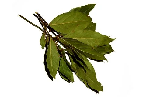 Laurel leaves on a white background.Bay leaf.Herbs and spices for cooking by che Stock Photos
