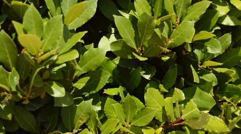 Laurel Leaves In The Wild 스톡 동영상 51692605