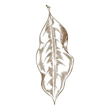 Laurel plant leaf sketch, vector engraved hand drawn fragrant herbal tea or Stock Illustration