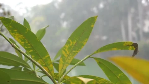 Laurel plant leaves swaying in the wind Stock Footage