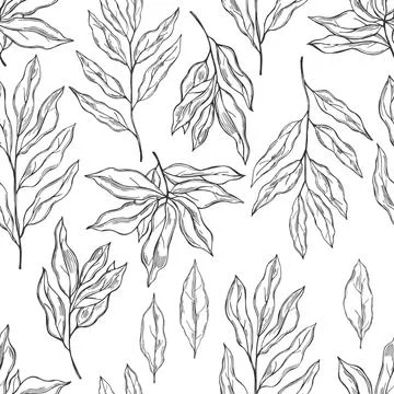 Laurel plant. Vector  seamless  pattern. Stock Illustration