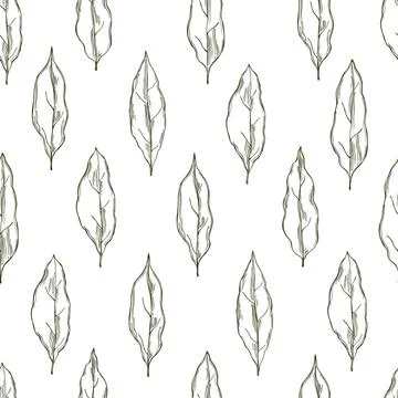 Laurel plant. Vector  seamless  pattern. Stock Illustration
