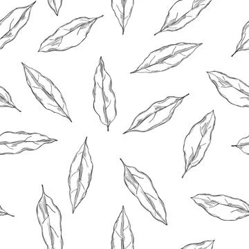 Laurel plant. Vector  seamless  pattern. Stock Illustration