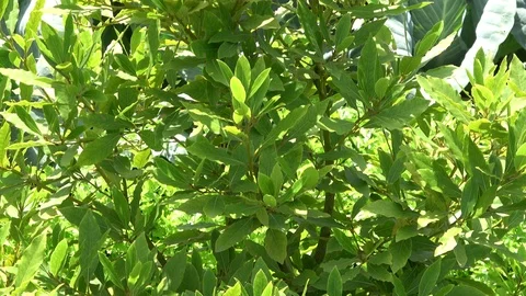 Laurel plants growing in garden Stock Footage 110770348