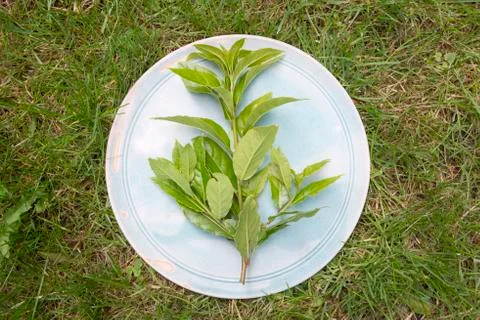 Laurel on plate Fotos Stock