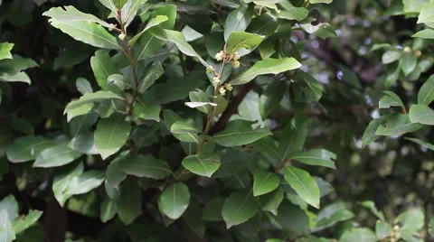 A laurel shrub. Vídeo Stock 49686531