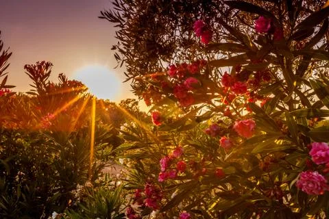 Laurel at sunset 库存照片