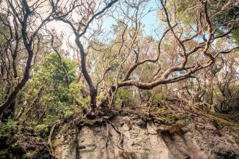 Laurel  tree and roots in thick forest, Tenerife Stock Photos
