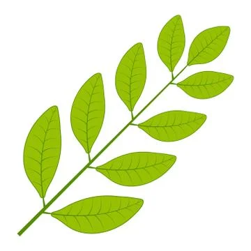 Laurel tree branch, vector Laurel leaf branch wreath symbol glory, victory or Stock Illustration