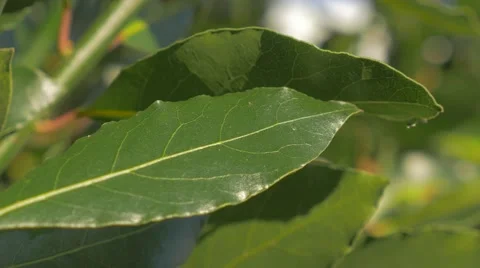 Laurel tree branches and green leaves slow tilting  4K 2160p UHD footage - La Stock Footage 49189115