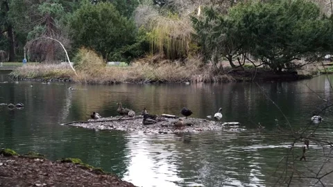 Laurelhurst Park, Oregon 4k Stock Footage 187739499