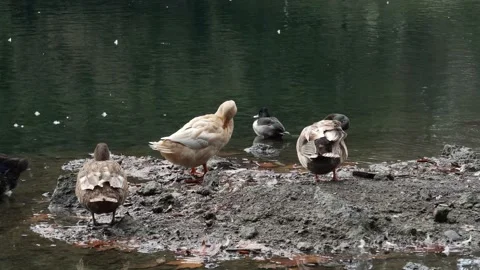 Laurelhurst Park, Oregon 4k Stock Footage 187740643