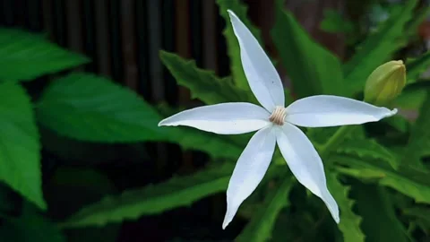 Laurentina Longiflora Video stock 146089677