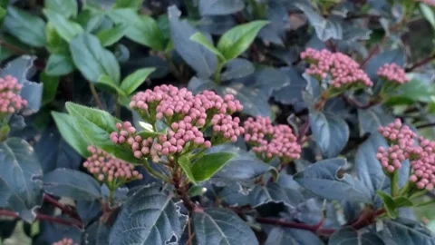 Laurentino Video stock 138132903