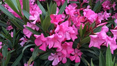 Laurier Rose Stock Footage 90924771