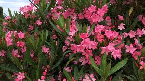 Laurier Rose Stock Footage 90924873