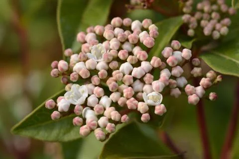 Laurustinus Stock Photos