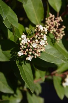 Laurustinus Stock Photos