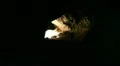 Lava Caves 10 Man Walking HD Footage