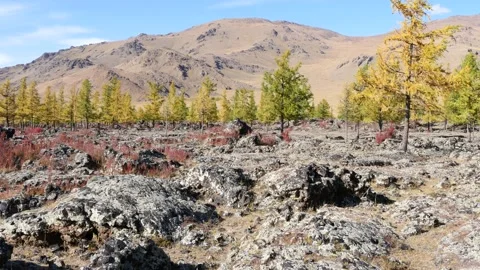A lava field of an ancient Mongolian volcano. Stock Footage 234966616