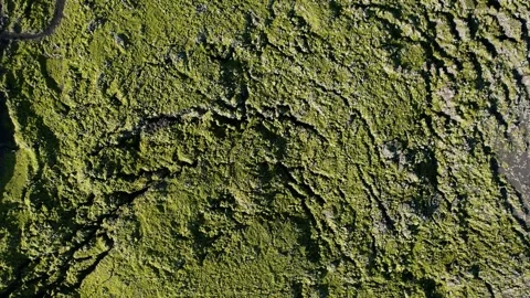Lava field in Iceland Stock Footage 257044572