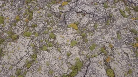 Lava Fields of Iceland top view from drone of the Aerial view. rocks, river Stock Footage 131993244