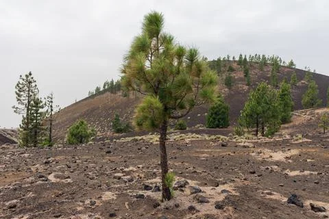 The lava fields of the Teide volcano and thickets of Canarian pine. Viewpoint Photos