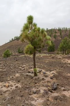 The lava fields of the Teide volcano and thickets of Canarian pine. Viewpoint Photos