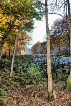 Lava flow in automn Stock Photos