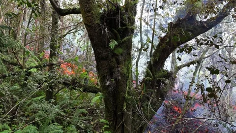 Lava flow burning the forest Stock Footage 330665963